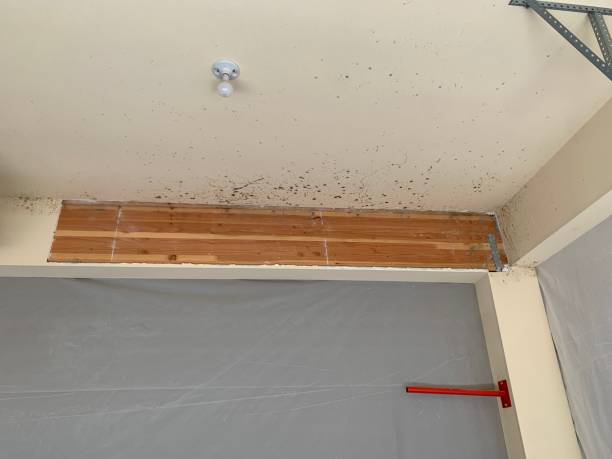 Best Mold Removal for HVAC Installations  in Fellsburg, PA